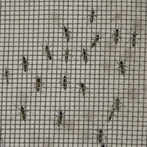 Stylish mosquito proof screens manufacturer