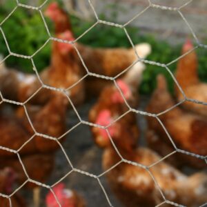 Best hexagonal wire netting chicken wire mesh supplier